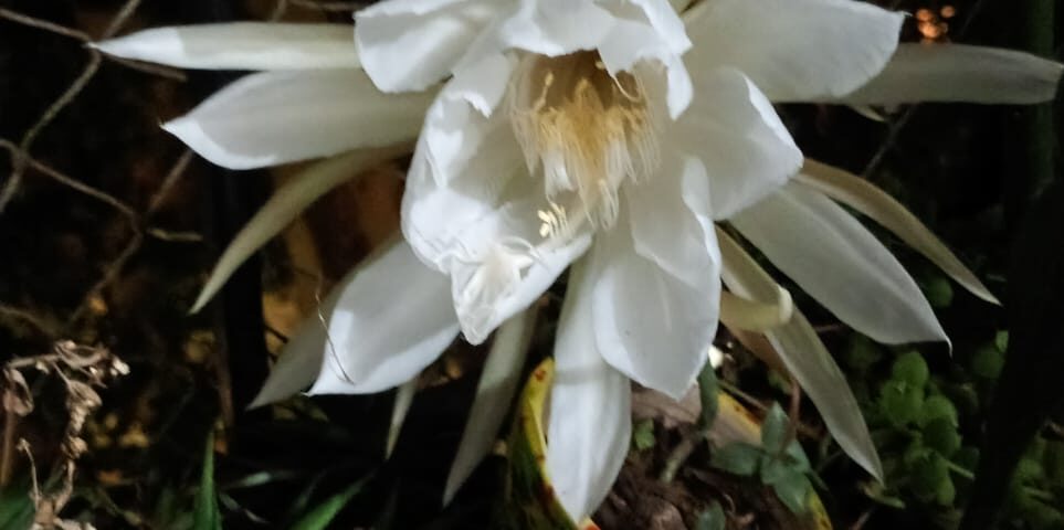 Emi Piccini - Portada