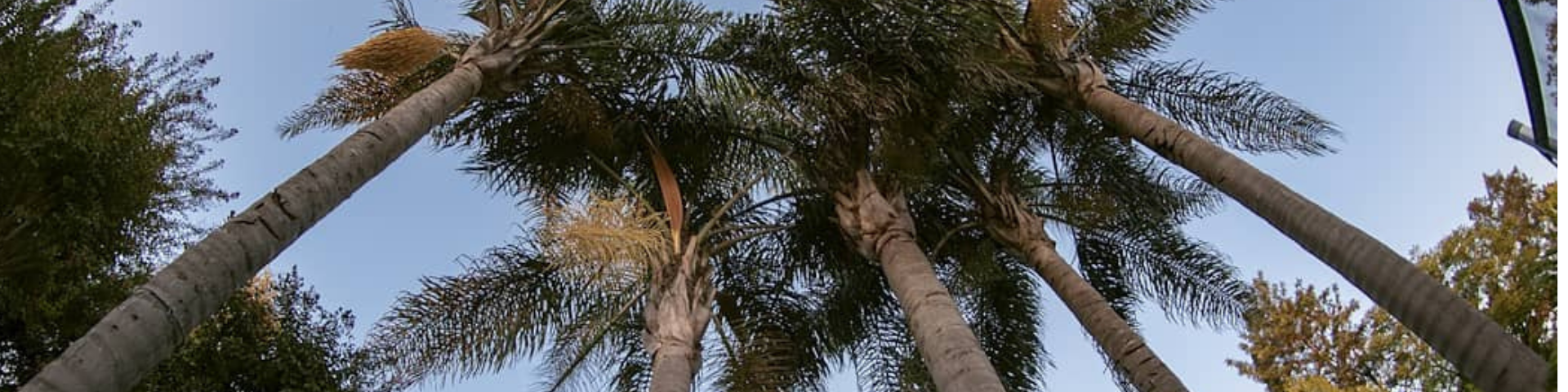 La Posada del Rey - Portada