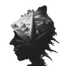 Sicótica (Perfume Bar)